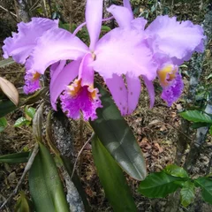 Easter Cattleya