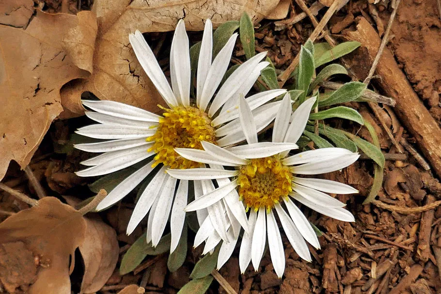 이스터 데이지(Townsendia sericea)