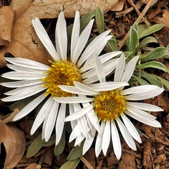 Easter Daisy