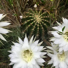 Easter Lily Cactus