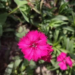 Eastern Star