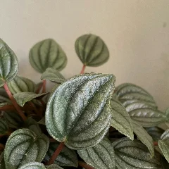 Emerald Ripple Peperomia