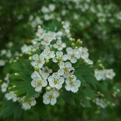 English Hawthorn