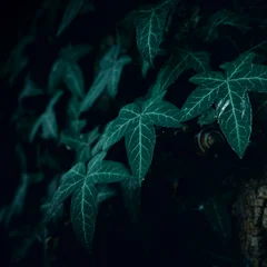 English Ivy