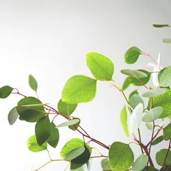 Eucalyptus