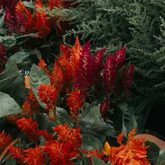 Fairy Fountain