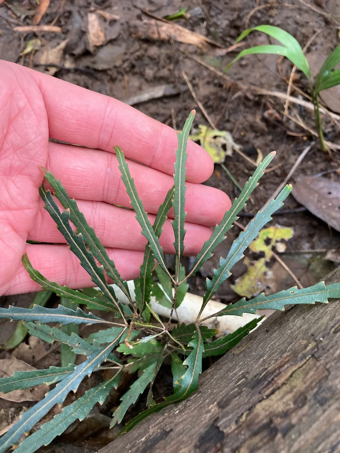 아랄리아(Plerandra elegantissima) — 톱니가 있는 가늘고 짙은 손바닥 모양 겹잎