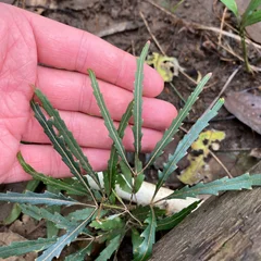 False Aralia