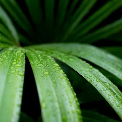 Fan Tufted Palm
