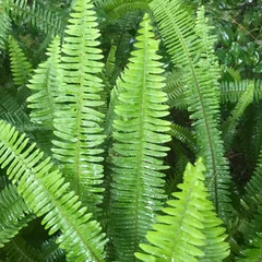 Feather Palm