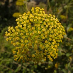 Fennel