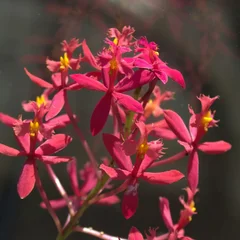 Fiery Reed Orchid