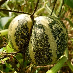 Fig Leaf Gourd