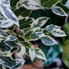 Fig