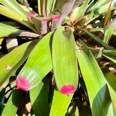 Fingernail Plant