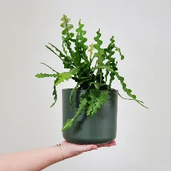 Fishbone Cactus