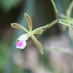 Florida Butterfly Orchid