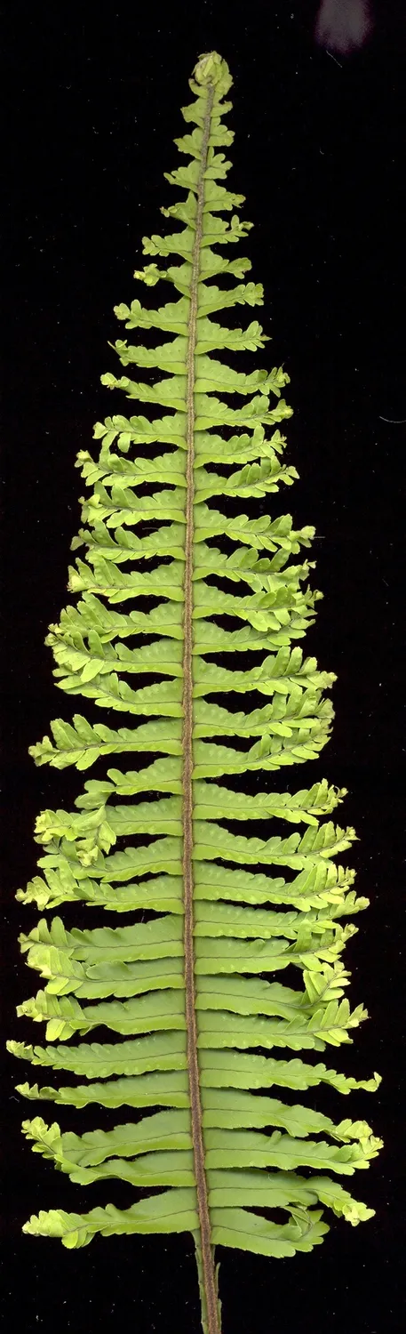 플러피 러플 고사리(Nephrolepis exaltata)