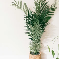 Forster Sentry Palm