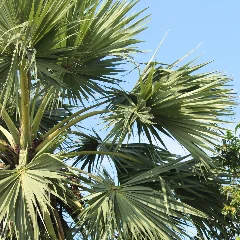 Fortunes Palm