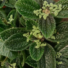 Friendship Plant