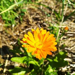 Garden Marigold