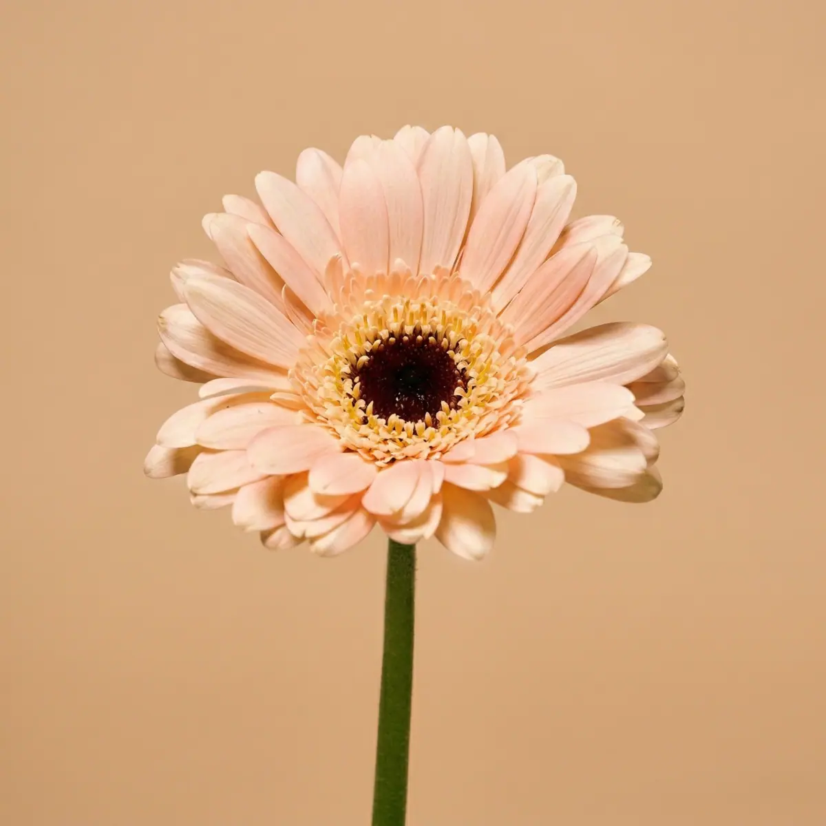 African Daisy