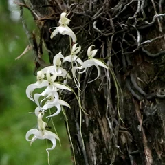 Ghost Leafless Orchid