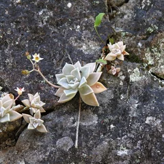 Ghost Plant