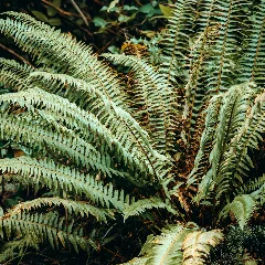 Giant Holly Fern
