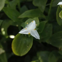 Giant White Inch Plant