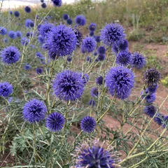 Globe Thistle