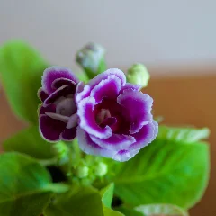 Gloxinia