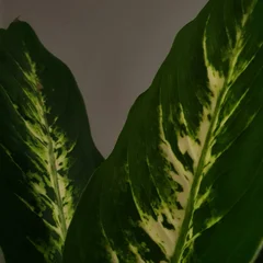 디펜바키아(황금)