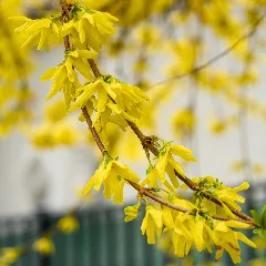 Golden Bells