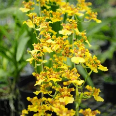 Golden Shower Orchid