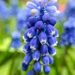 Grape Hyacinth
