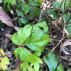 Grape Ivy