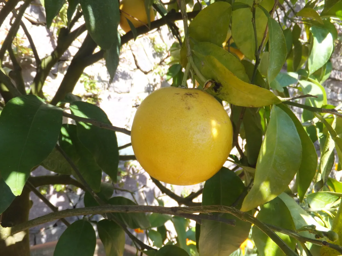 자몽(Citrus paradisi) — 나무에 달린 노랗게 익은 둥근 열매