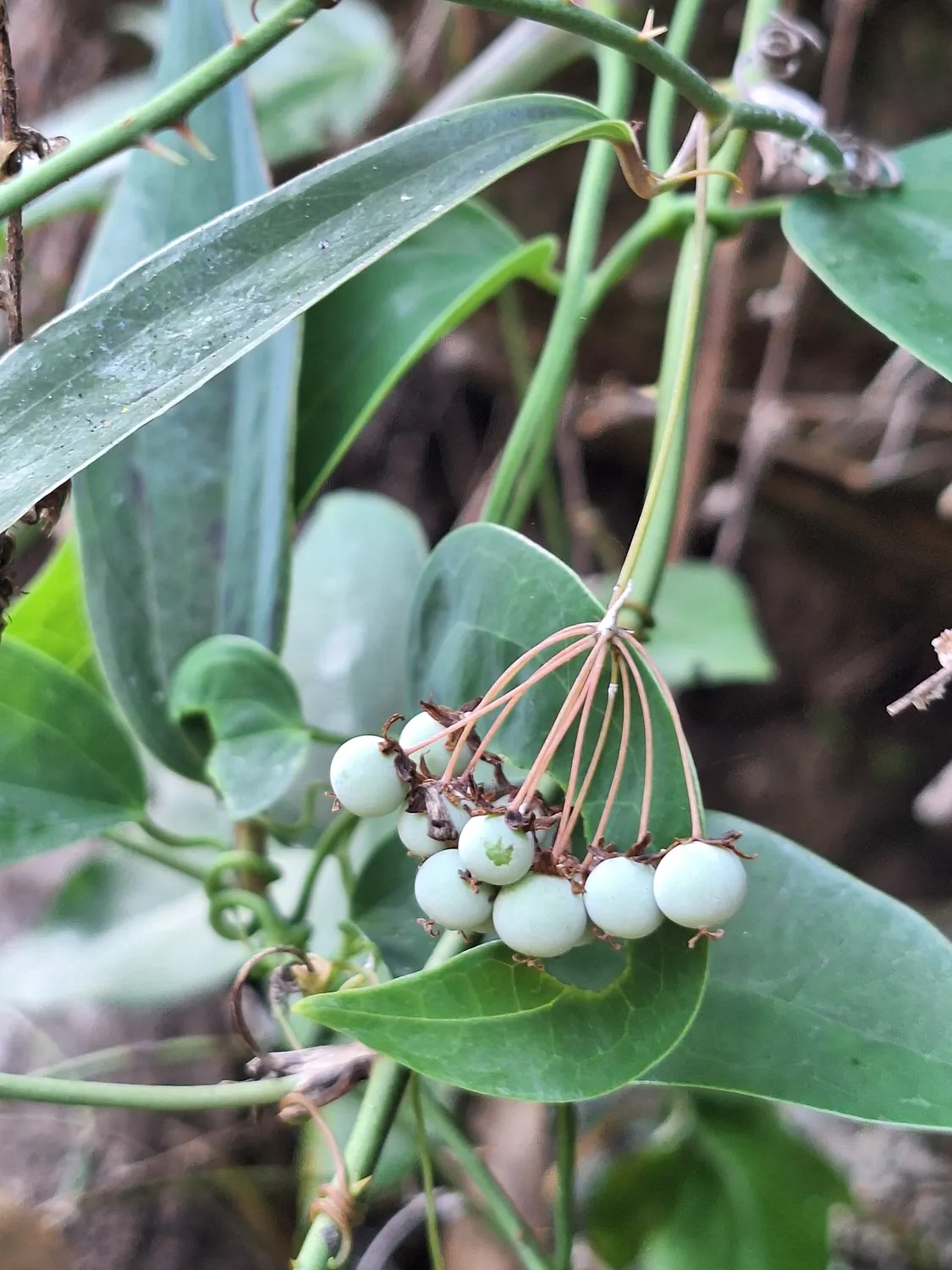 토복령(Smilax glabra)
