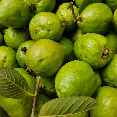 Guava