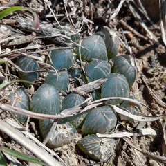 Haworthia