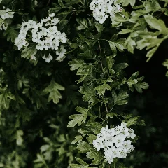 Hawthorn