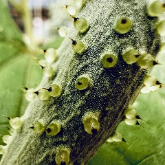 Hedgehog Gourd