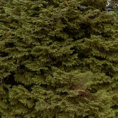 Hemlock Tree
