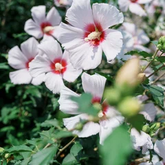 Hibiscus
