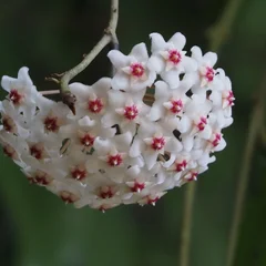 Hindu Rope Plant