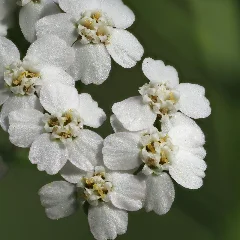 Hoary Alyssum