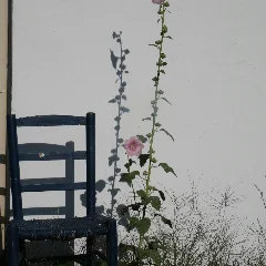 Hollyhock