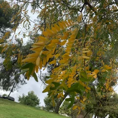 Honey Locust